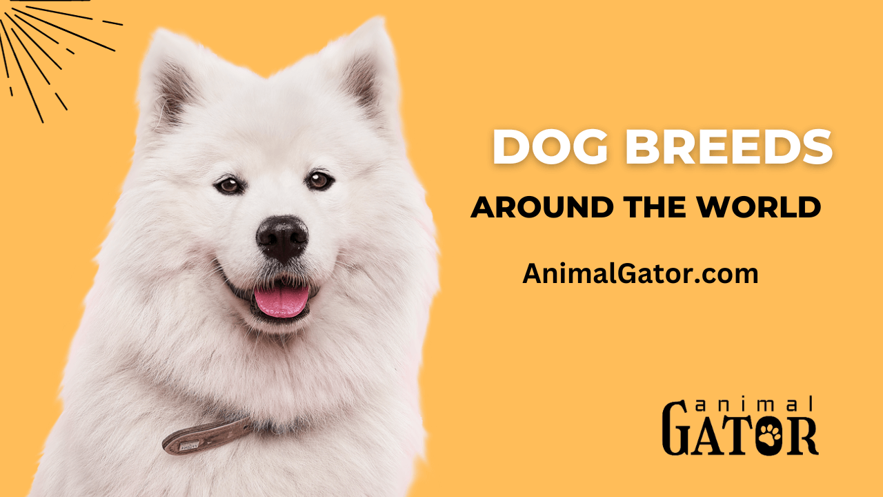 Hound Breeds List