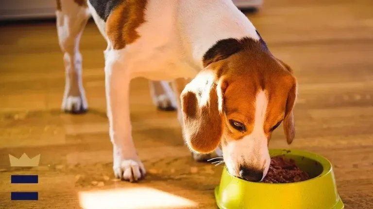 High Calorie Dog Foods