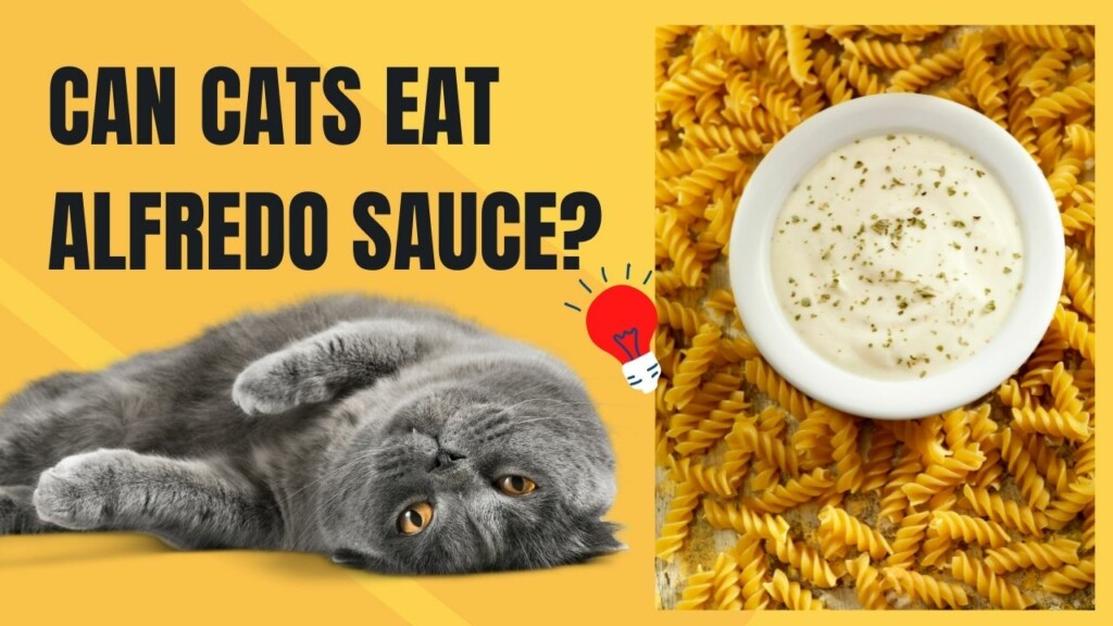 Can Cats Eat Alfredo Sauce