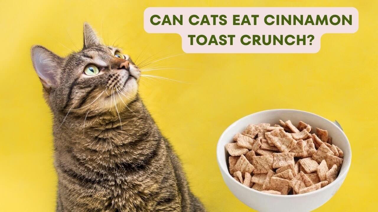 Can Cats Eat Cinnamon Toast Crunch?