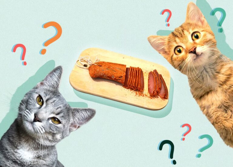 Can Cats Eat Pastrami