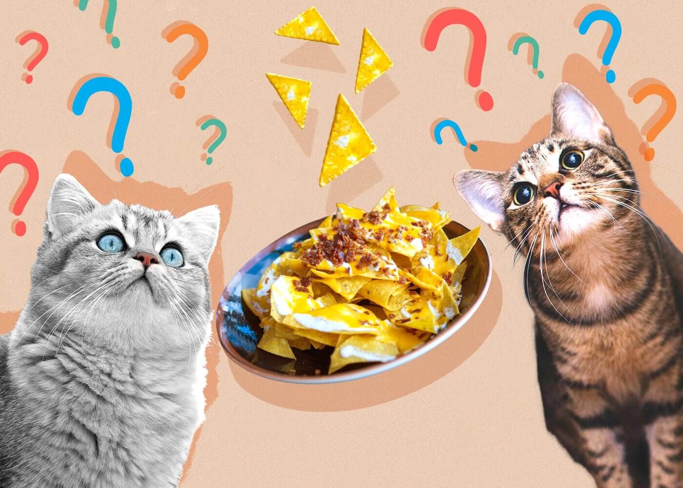 Can Cats Eat Tortilla Chips?