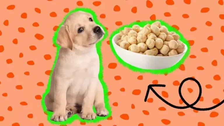Can Dogs Eat Garbanzo Beans