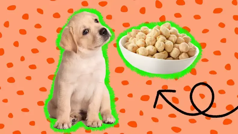 Can Dogs Eat Garbanzo Beans