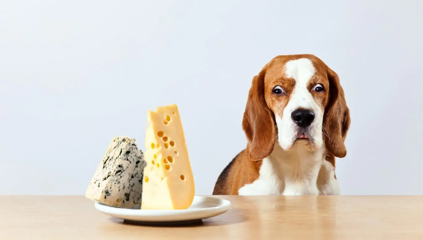 Can Dogs and Cats Eat String Cheese