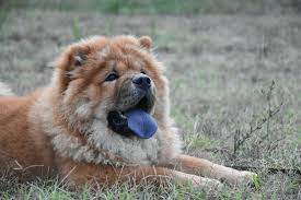 Dog with Purple Tongue