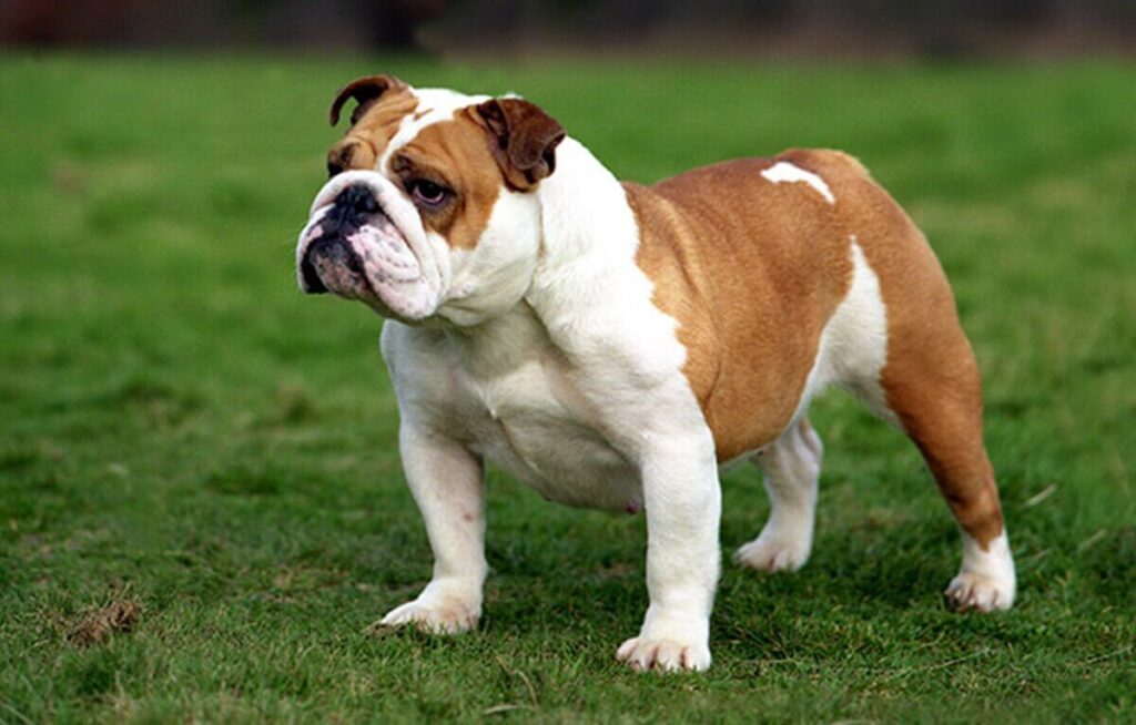 Bulldog dog