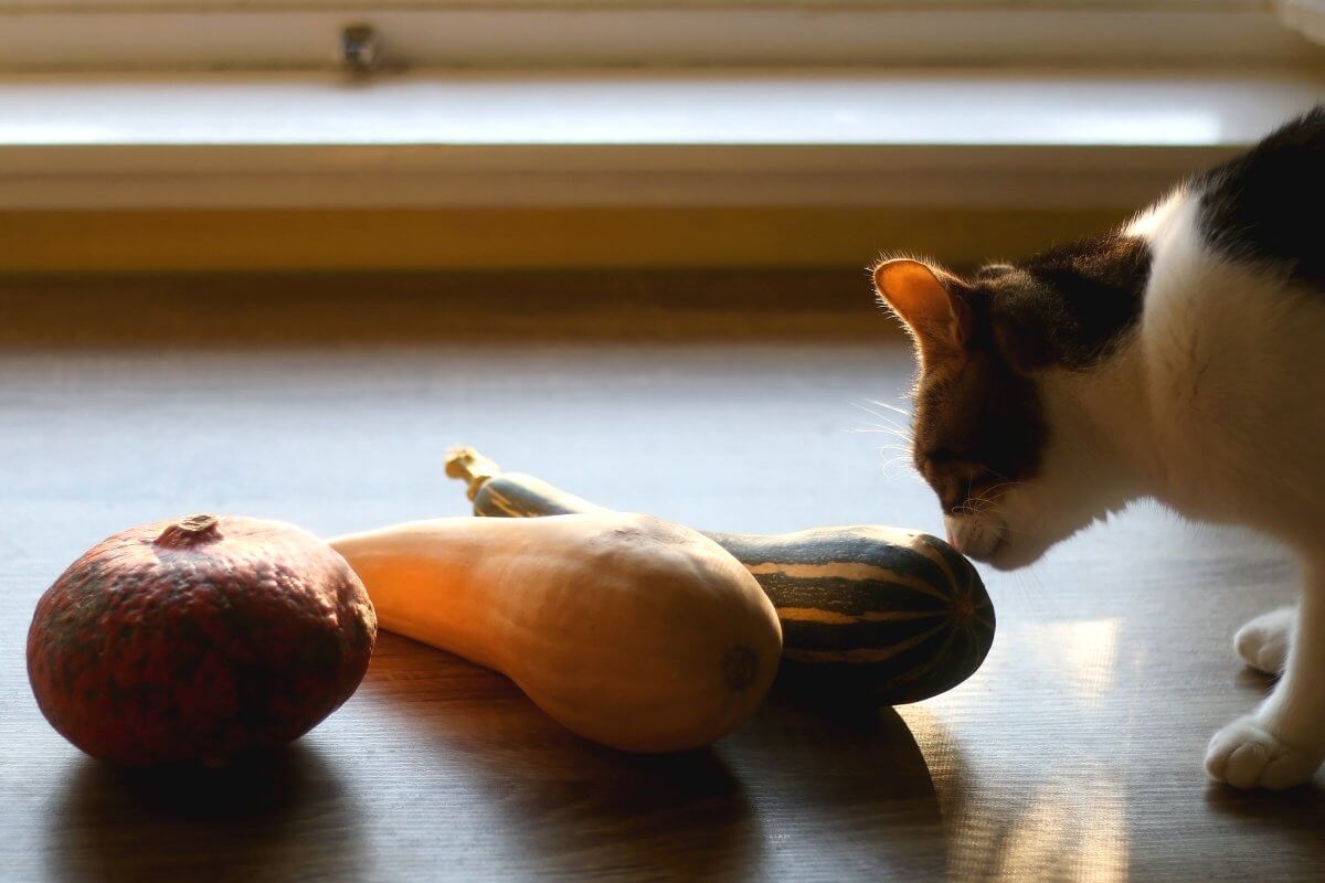 Can Cats Eat Acorn Squash?
