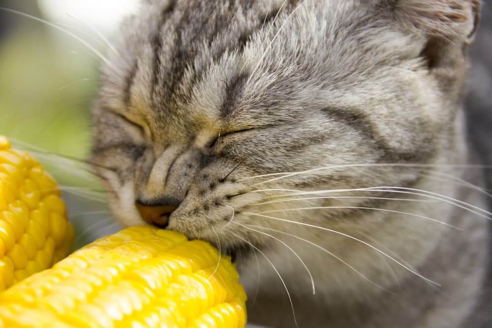 Can Cats Eat Corn Chips?