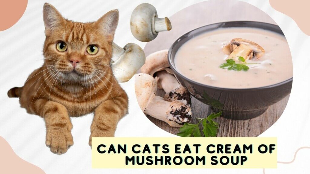 Can Cats Eat Cream of Mushroom Soup