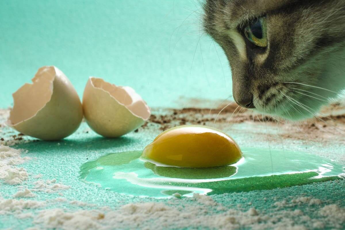 Can Cats Eat Egg Yolk