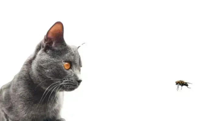 Can Cats Eat Flies