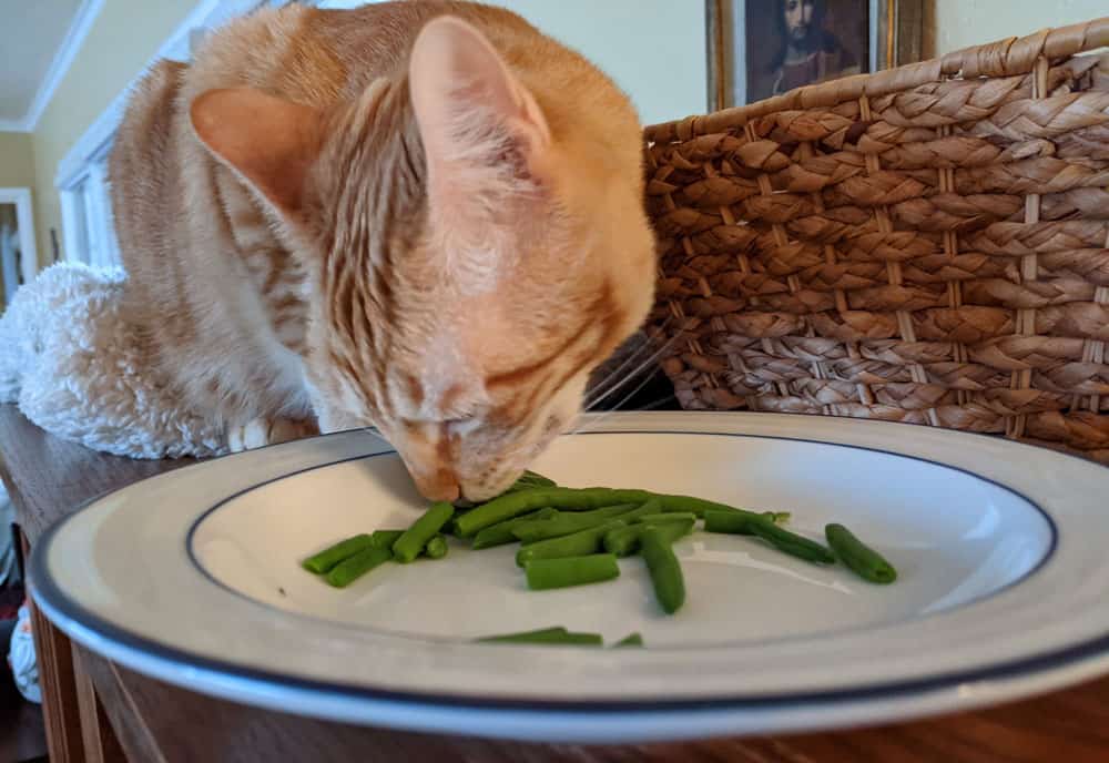 Can Cats Eat Green Beans
