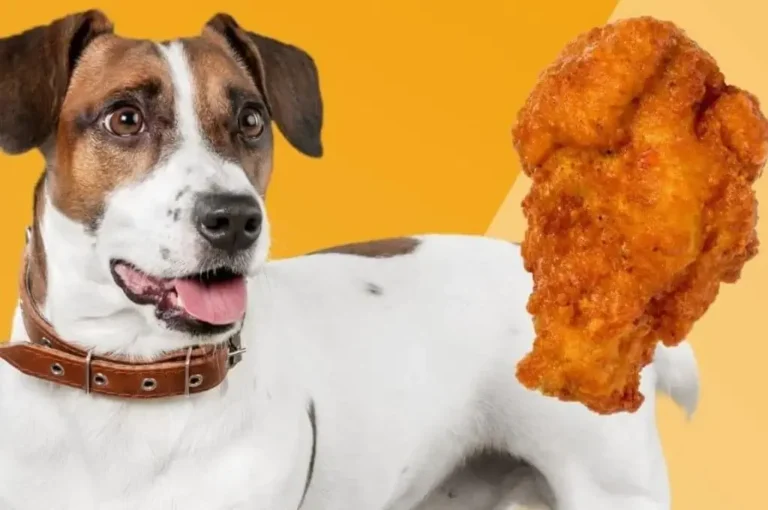 Can Cats and Dogs Eat Chicken Skin