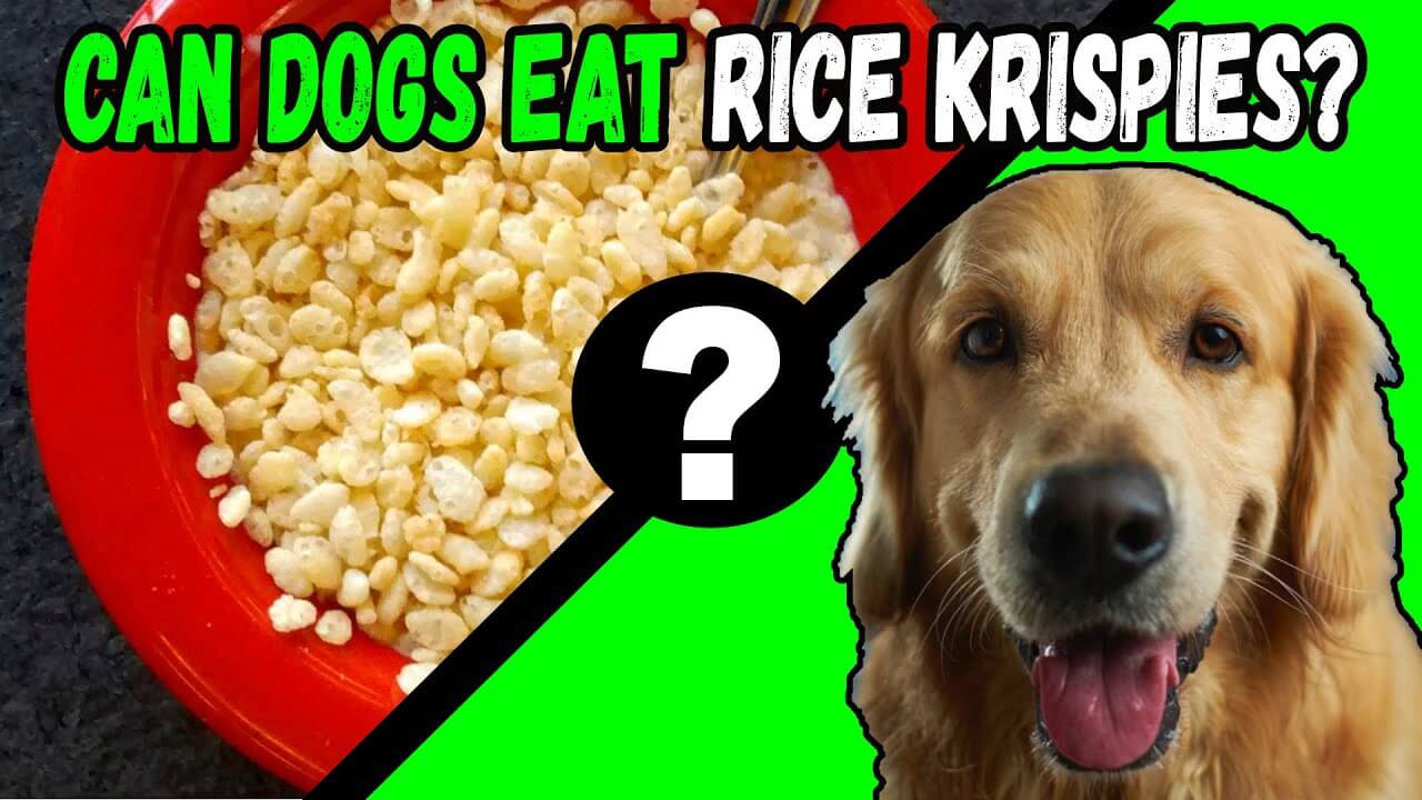 Can Dogs Eat Rice Krispie Treats?