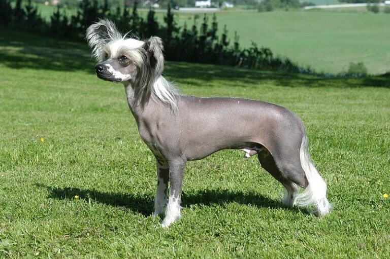 Ugliest Dog Breeds