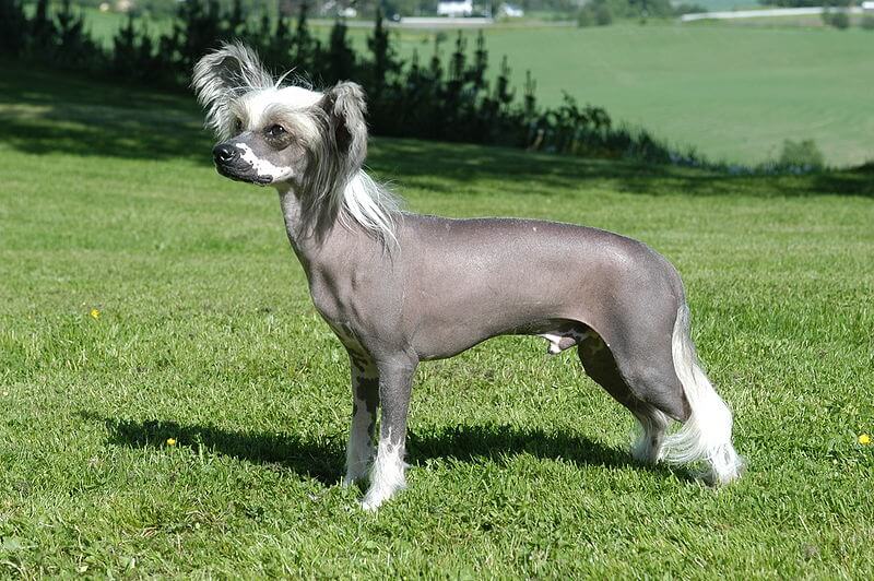 Ugliest Dog Breeds
