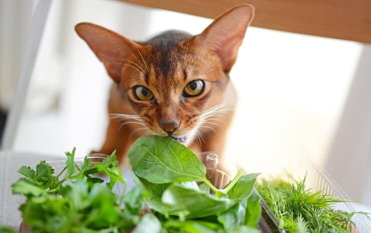 Can Cats Eat Basil