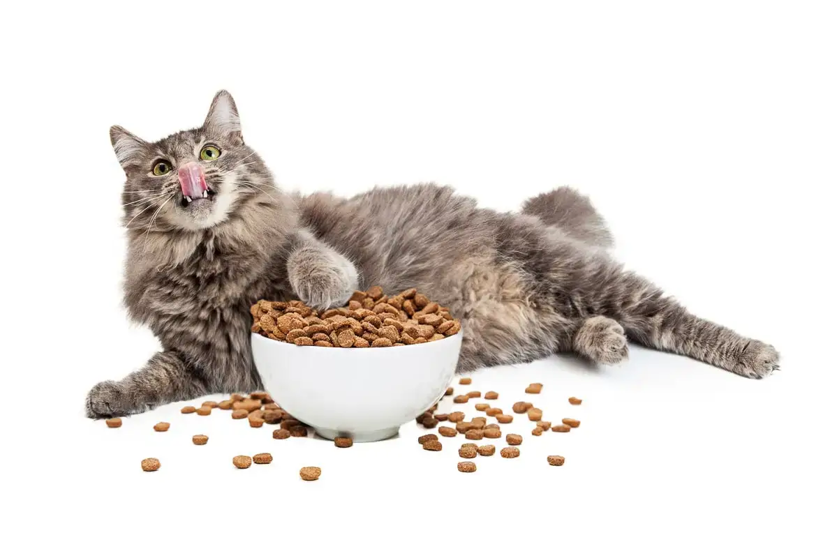 Can Cats Eat Cashews
