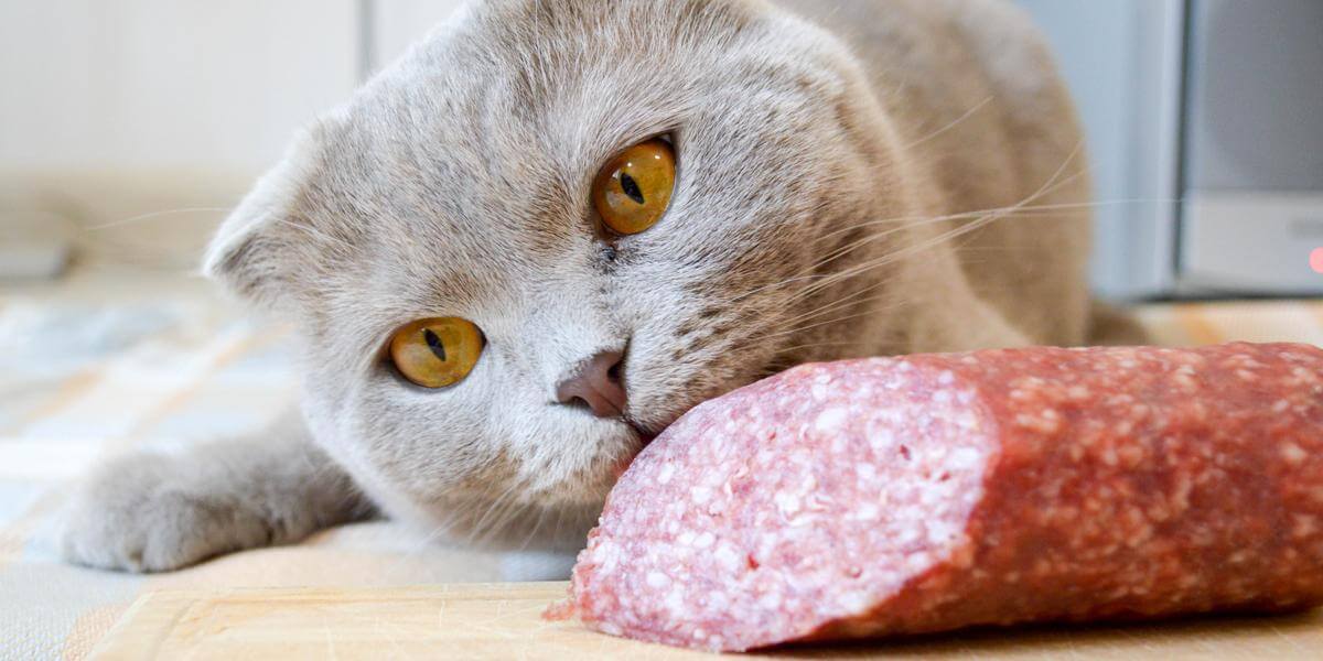 Can Cats Eat Pepperoni