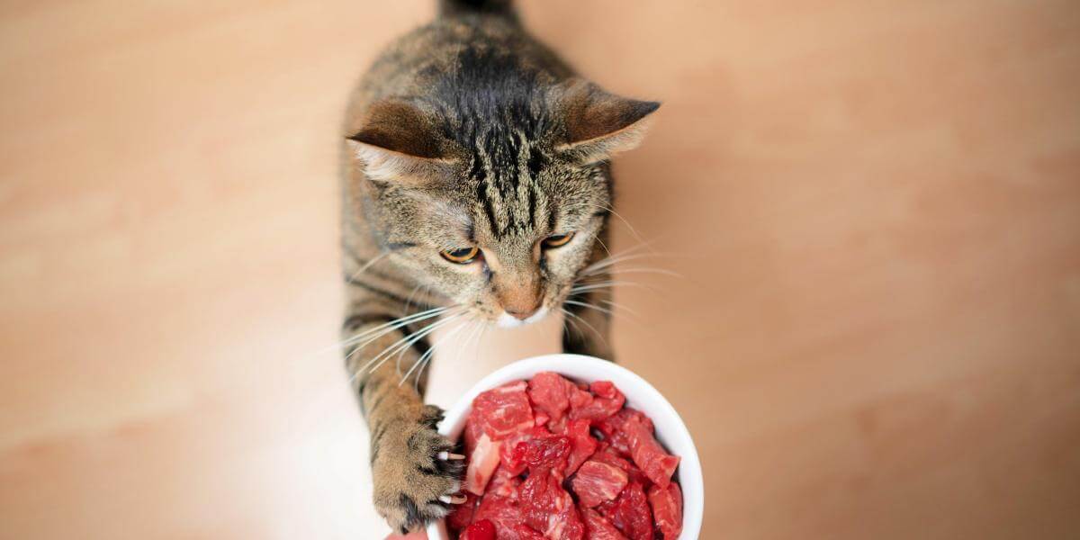 Can Cats Eat Raw Meat