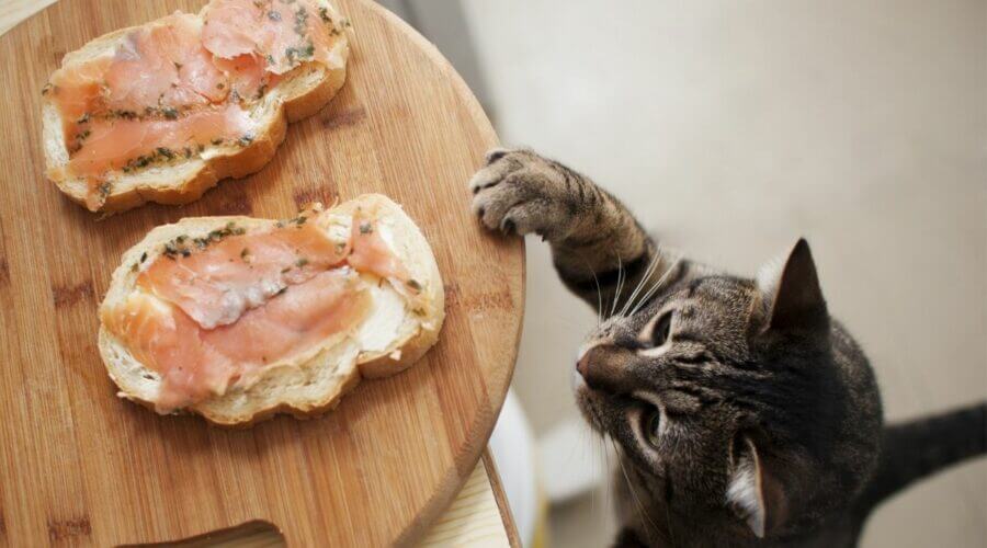 Can Cats Eat Smoked Salmon?