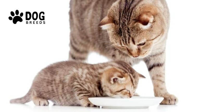 Can adult cats eat kitten food