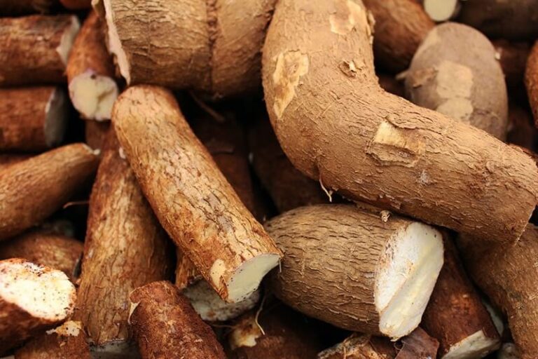 Can Dogs Eat Cassava