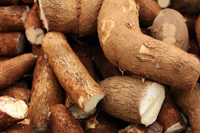 Can Dogs Eat Cassava