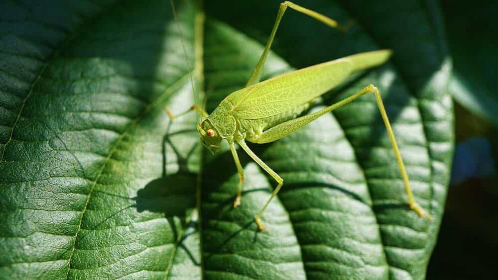 Can Dogs Eat Grasshoppers