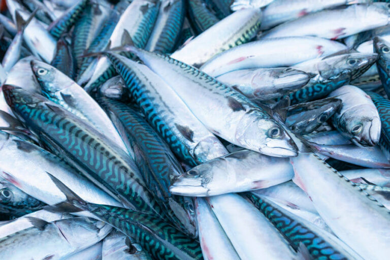Can Dogs Eat Mackerel