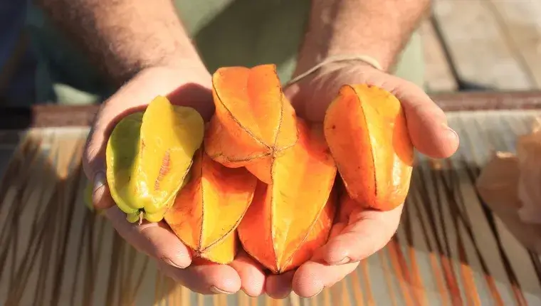 Can Dogs Eat Star Fruit? Safety, Risks & Expert Advice