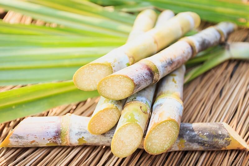 Can Dogs Eat Sugar Cane