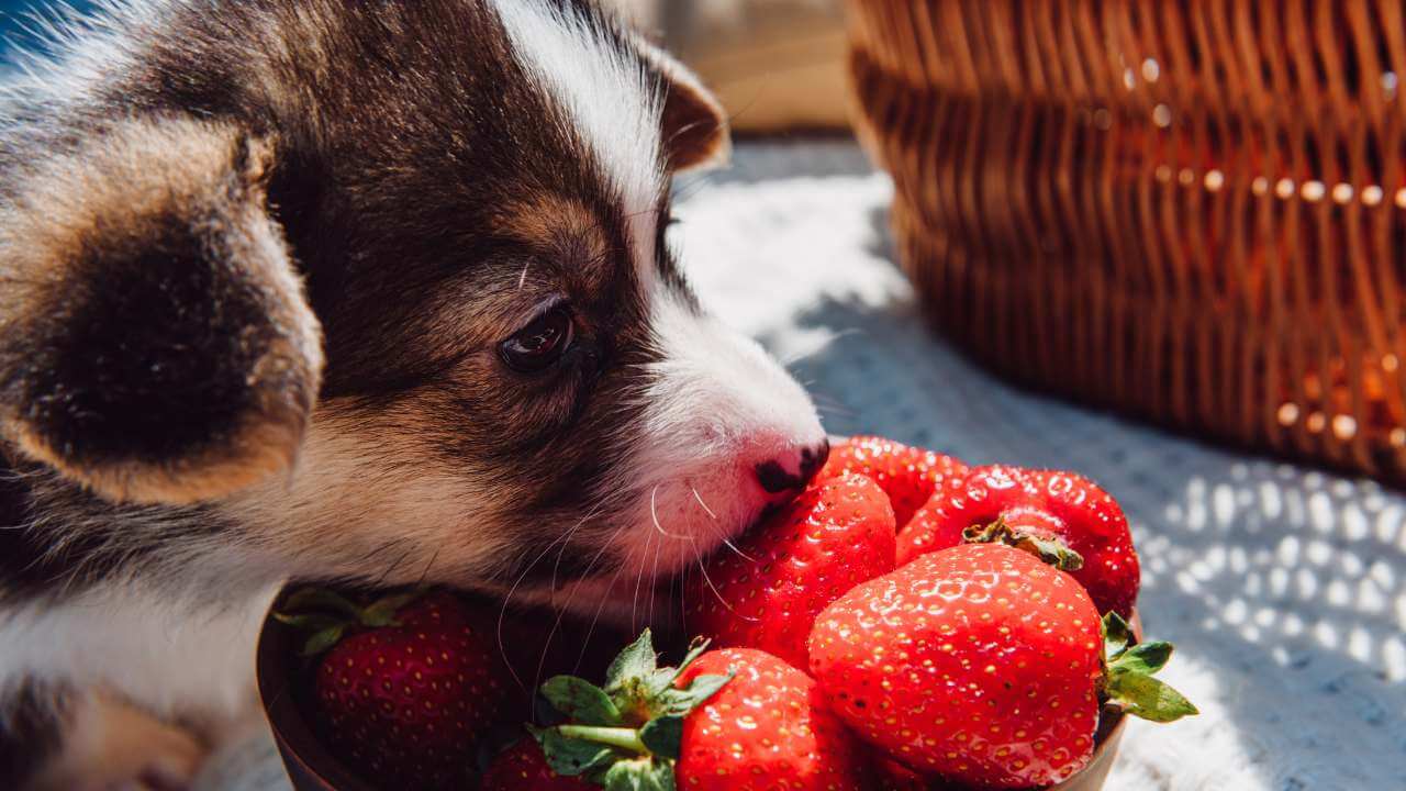 Can Dogs Eat Strawberries