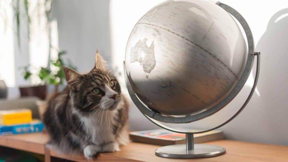 How Many Cats Are There on the Planet