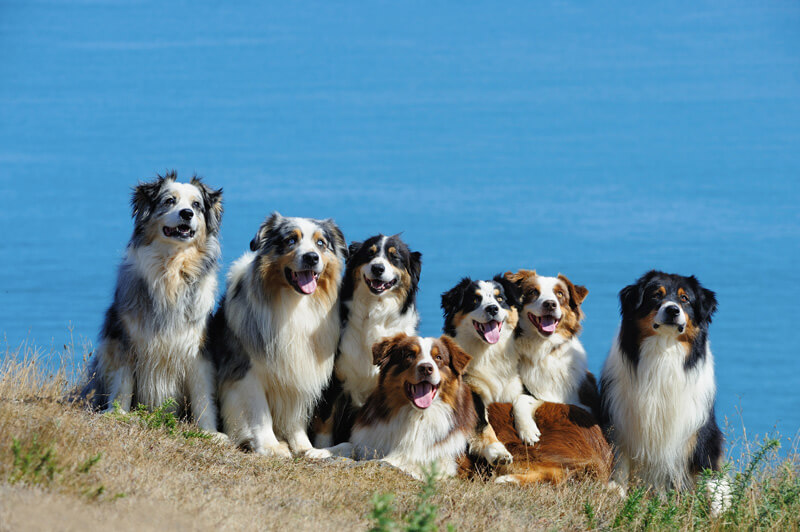 How Many Dogs Are There on the Planet