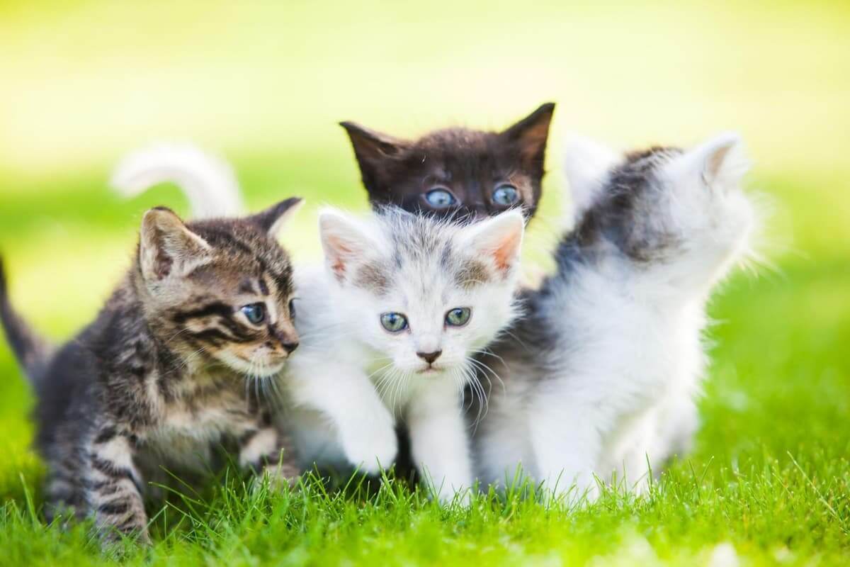 Cat Names Ideas