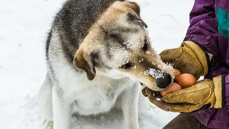 Can Dogs Eat Eggs