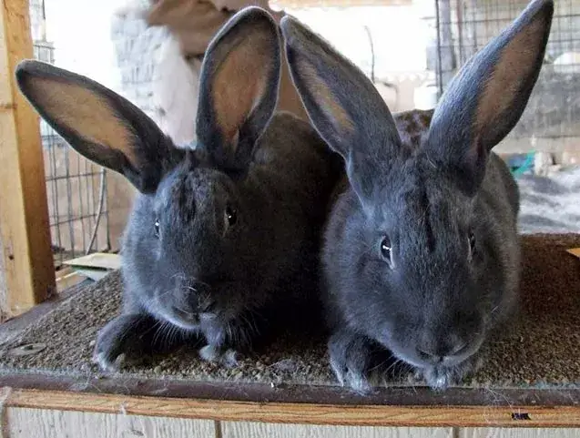 American Rabbits