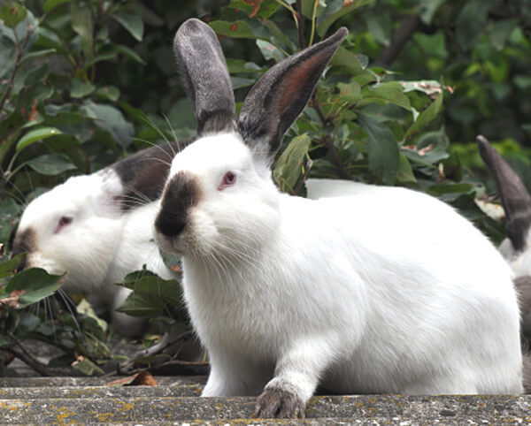 Californian Rabbit