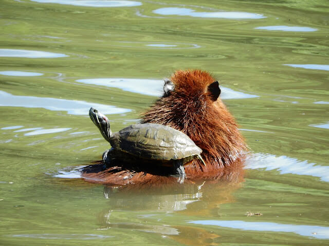 Factors Contributing to Capybara Friendliness