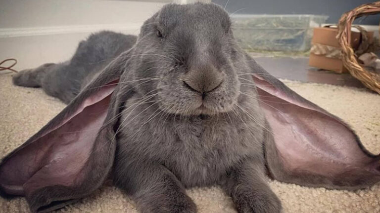 English Lop