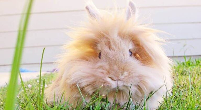 Lionhead Rabbit