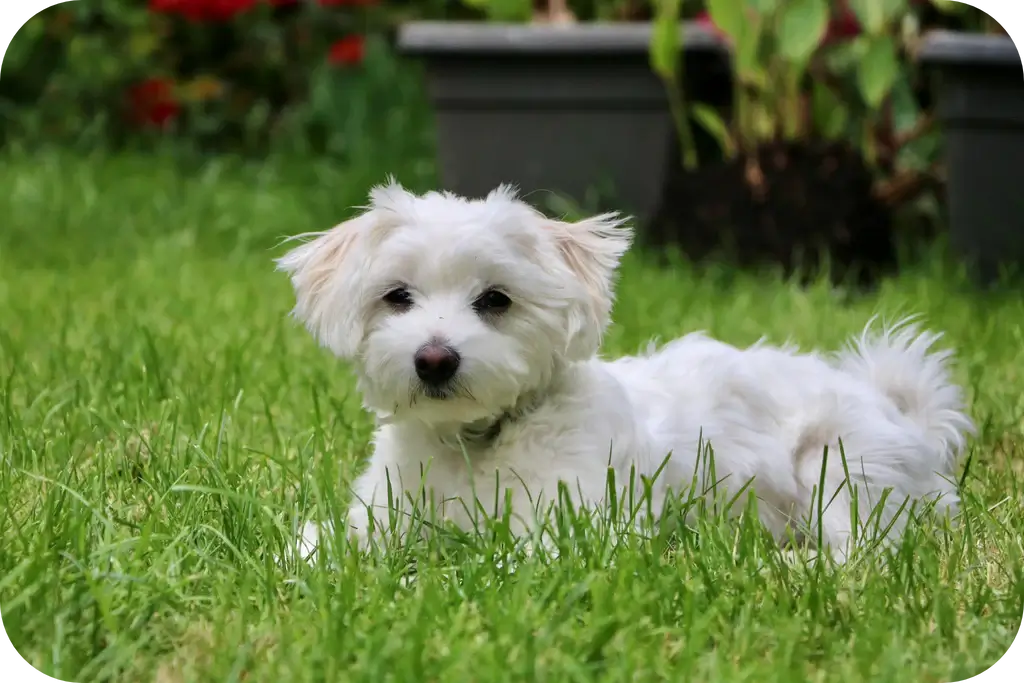 Maltichon Dog