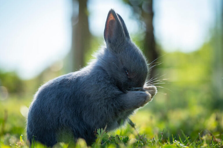 Polish Rabbit