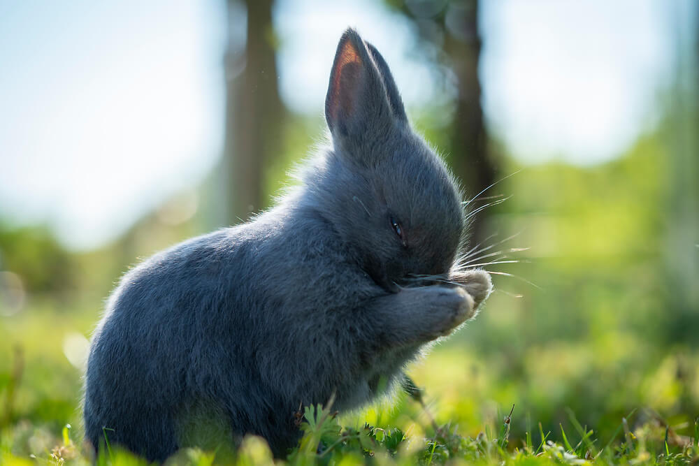 Polish Rabbit