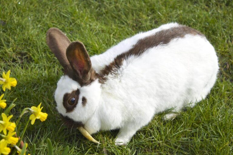 Rhinelander Rabbit