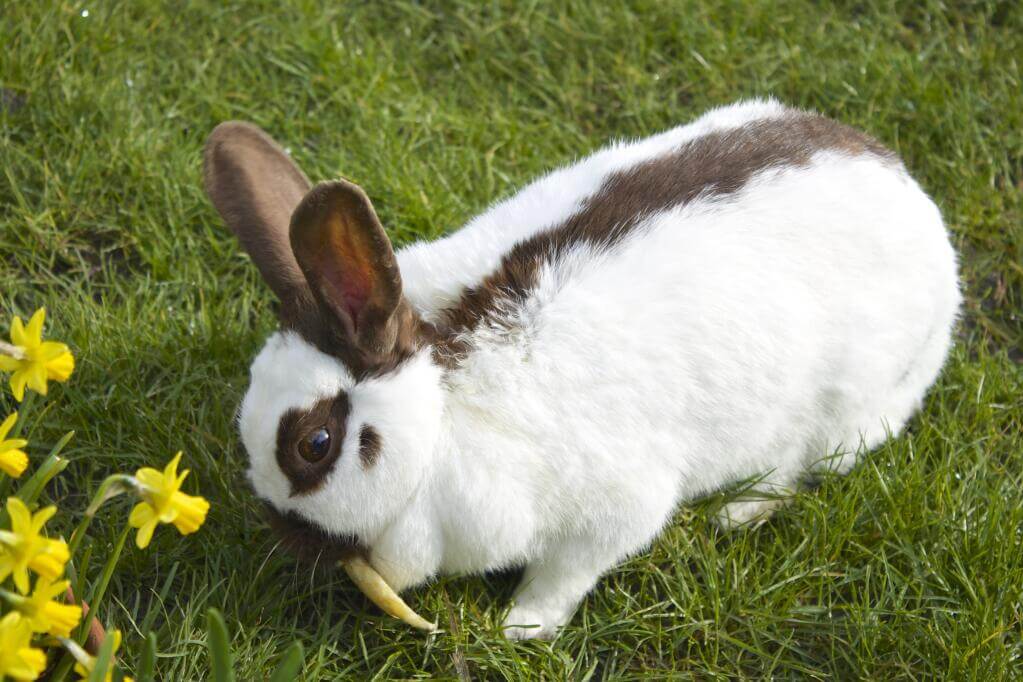 Rhinelander Rabbit