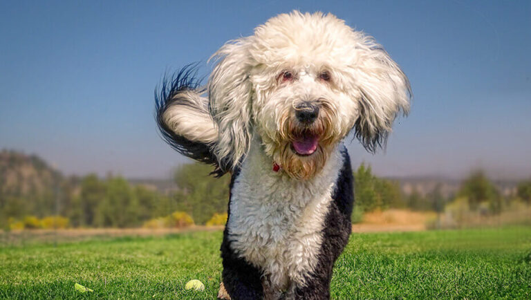 Sheepadoodle Dog
