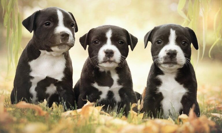 american staffordshire terrier dog